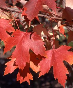 Maple, Autumn Fantasy
