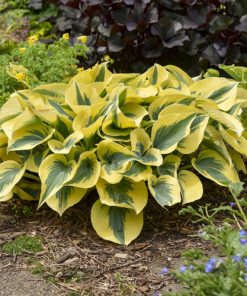 Hosta, Autumn Frost (Blue-Green w/Yellow Margins 12"x12-16")