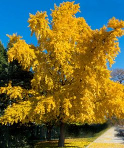 Ginkgo, Autumn Gold