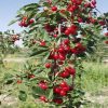 Cherry, Bali (Evans) Standard
