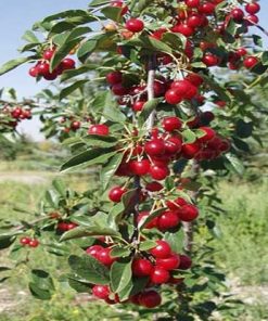 Cherry, Bali (Evans) Standard