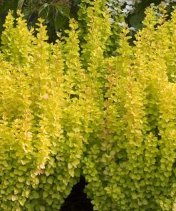 Barberry, Sunjoy Gold Pillar