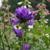 Bellflower Clustered, Superba