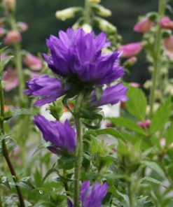 Bellflower Clustered, Superba