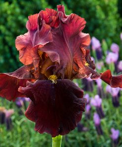 Iris, German Reblooming, Bernice's Brother (deep red, 32")