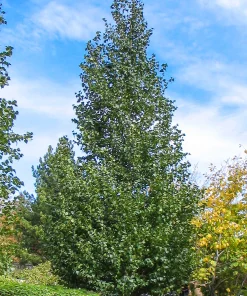 Birch, Dakota Pinnacle Asian White