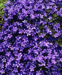 Bellflower, Birch Hybrid (Violet 6-9")
