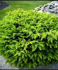 Spruce, Bird's Nest
