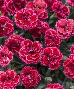 Pink, Black Cherry Frost(Semi-Dbl Red w/White 8-10" Zone4)Fruit Punch Series