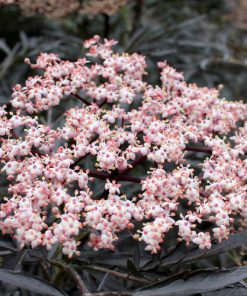 Elder, Black Lace Ornamental