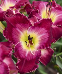 Daylily, Blood Sweat & Tears (raspberry red, 28")