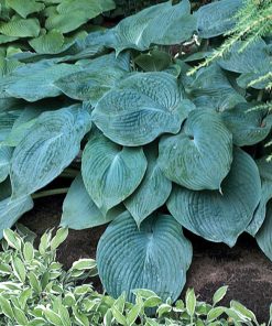 Hosta, Blue Angel (Blue-36" tall)