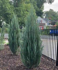 Juniper, Blue Arrow