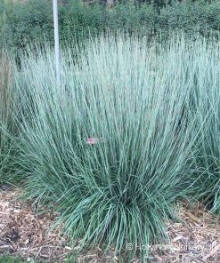 Grass, Little Bluestem, Blue Heaven (MinnBlue)