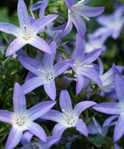 Serbian Bellflowers, Blue Waterfall (9-12" foliage/12" blooms)