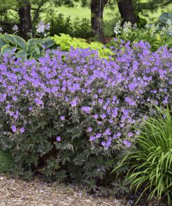 Cranesbill, Boom Chocolatta (Purple/Blue, 24-26")