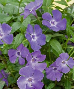 Vinca, Bowles (Myrtle)
