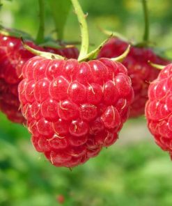 Raspberry, Boyne Single Crop