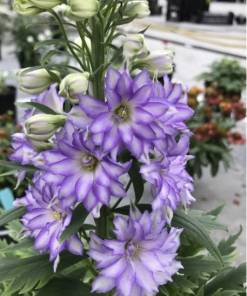 Larkspur, Breezin (purple)