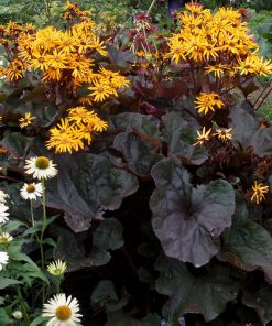 Big Leaf Ligularia, Britt-Marie Crawford