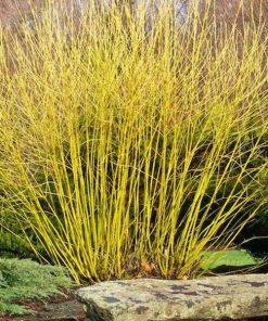 Dogwood, Bud's Yellow