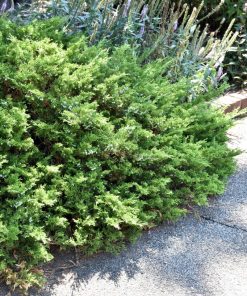 Juniper, Buffalo