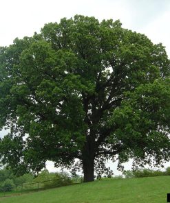Oak, Bur