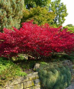 Burning Bush, Dwarf