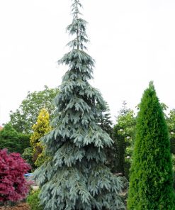 Spruce, Bush's Lace