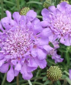 Pincushion Flower, Butterfly Blue
