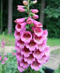 Foxglove, Camelot Rose