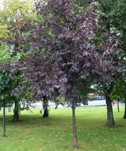 Chokecherry, Canada Red