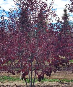 Chokecherry, Canada Red Multi-Stemmed