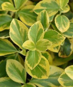 Wintercreeper, Canadale Gold