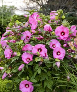 Hibiscus, Candy Crush(Summerific Series) Pink 4-4.5'