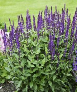 Salvia, Caradonna