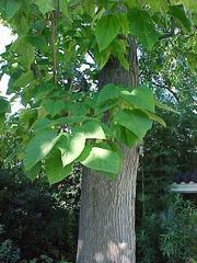 Catalpa