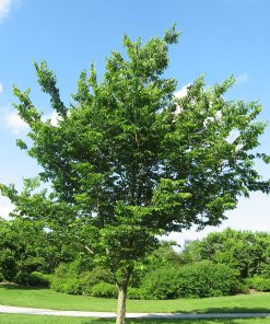 Hackberry