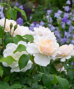 Rose, Shrub, Champagne Wishes (Easy Elegance)