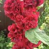 Hollyhock, Chaters Scarlet