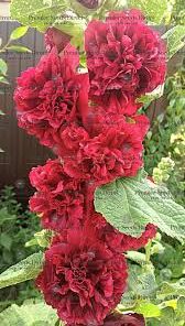 Hollyhock, Chaters Scarlet