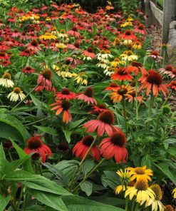 Coneflower, Cheyenne Spirit (Mixed) 18-24" Tall/Zone 4