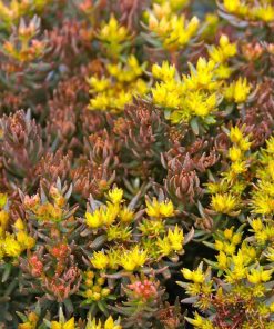 Sedum, Chocolate Ball
