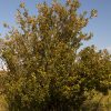 Chokecherry, Common Shrub Form