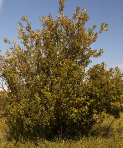 Chokecherry, Common Shrub Form
