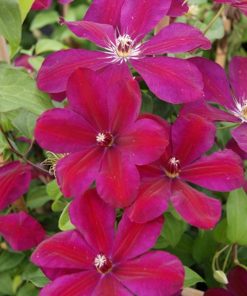 Clematis, Westerplatte