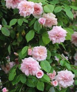 Rose, Climbing Shrub, Cecil Bruner