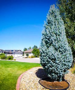 Spruce, Fastigiate Colorado(Columnar)