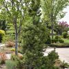 Pine, Columnar Mugo (Fastigiate Dolly's Choice)