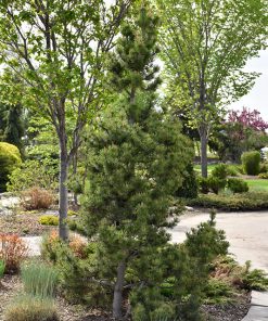 Pine, Columnar Mugo (Fastigiate Dolly's Choice)